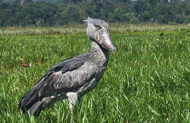 Mabamba Swamp 4 Hour Shoebill Birdwatching Tour From Entebbe