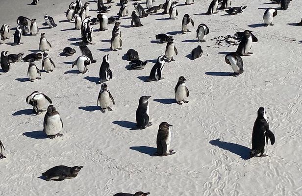 Full-Day Cape of Good Hope, Chapman's Peak Drive with Penguins