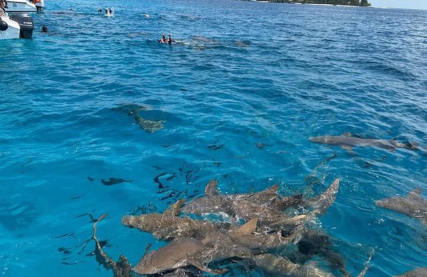 Maldives: Snorkeling with Nurse Sharks, Coral Reef, Sandbank Tour