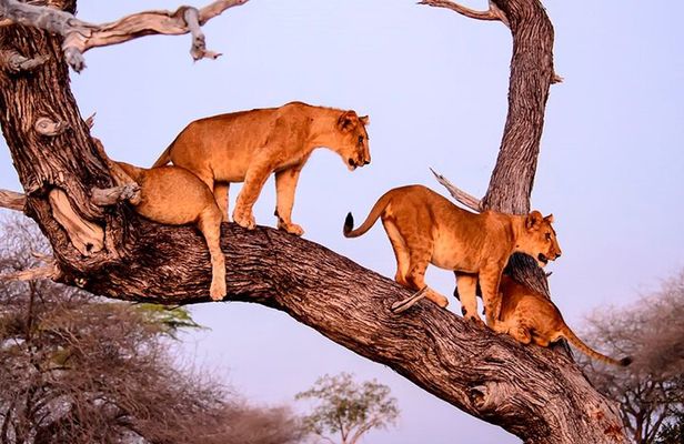 Serengeti Great Migration 5 Days Mara River crossing
