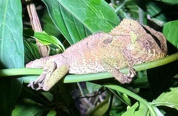 Night Hike in the Gandoca-Manzanillo National Wildlife Refuge