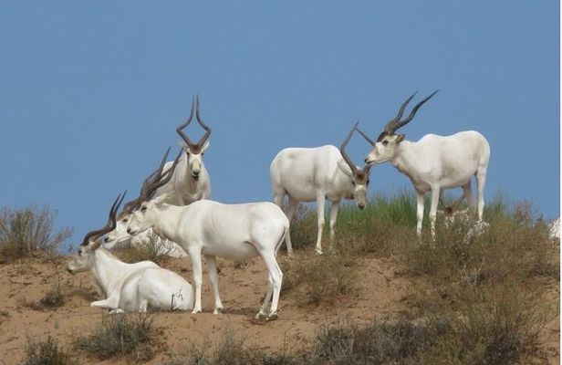 Souss Massa National Park From Agadir
