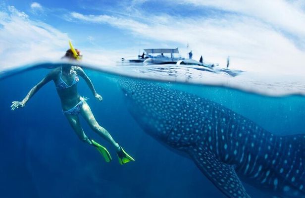 Oslob Whale Shark Swimming, Tumalog Falls and Sardines Snorkeling