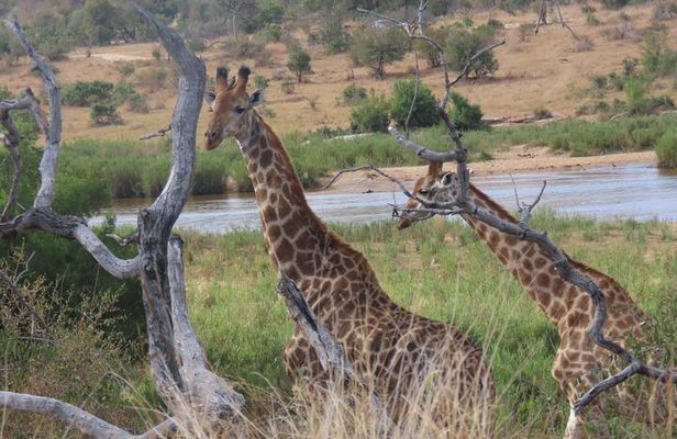 Full Day Kruger Safari Open Vehicle