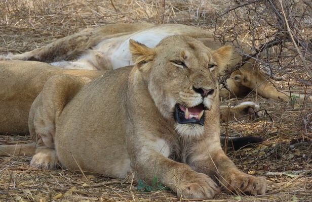 3 Day Kruger South Safari from Johannesburg