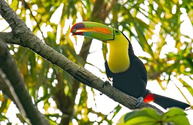 Private Tour In Roatan + Animal Park & Beach Break 
