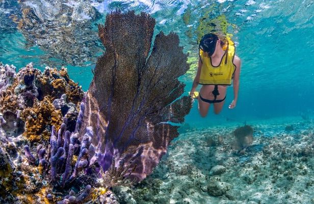 Cozumel 3 Reefs Snorkel