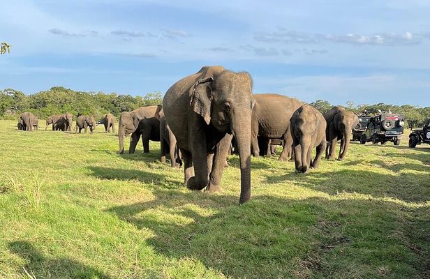Private Jeep Safari at Minneriya National Parks