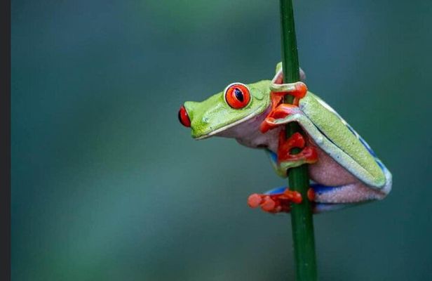 Night Walk EN Esp French, English in La Fortuna Costa Rica