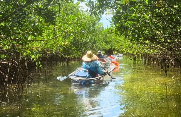 2-Hour Clear Kayak Mangrove Tunnel Eco Tour - Sarasota