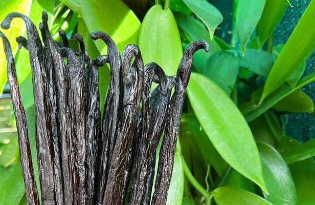 Vanilla Circuit, meeting our local producers