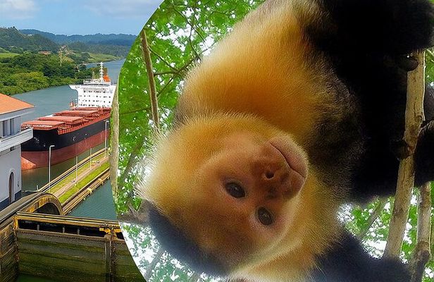 Panama Canal and Gatun Lake Wildlife Half Day Tour