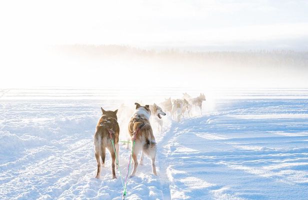 Local Husky Experience with Sled Ride and Photographer
