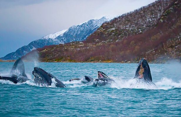 Tromso: Responsible Whale Watching Cruise (MS Alba)