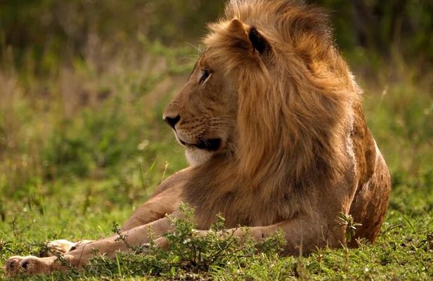 3 Day Masai Mara Daily Budget Safaris on 4x4 with No Park Fees