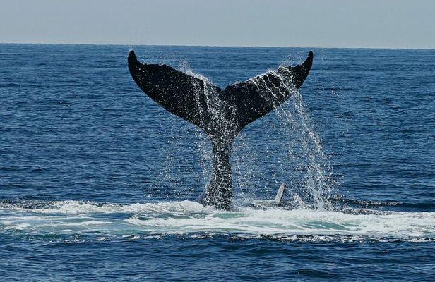 Dolphin Watching and Marine Life on the Coast of Oaxaca
