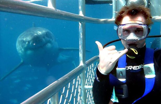 Shark Cage Diving Adventure CAPE TOWN(Lunch & Transport included)