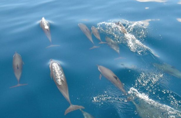 Maldives Dolphin Discovery Cruise by Speedboat
