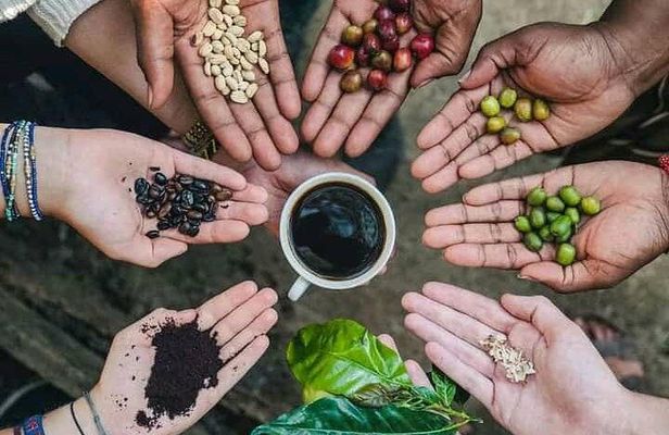 Half Day Materuni Waterfall and Coffee Tour from Moshi