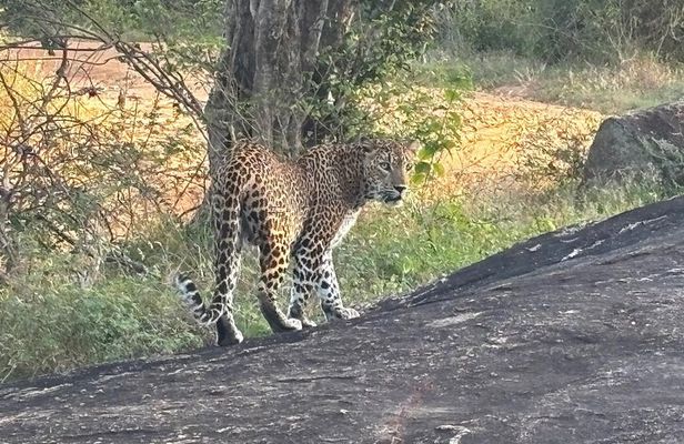 Full day Safari Yala National park (04.40am - 06.30pm)