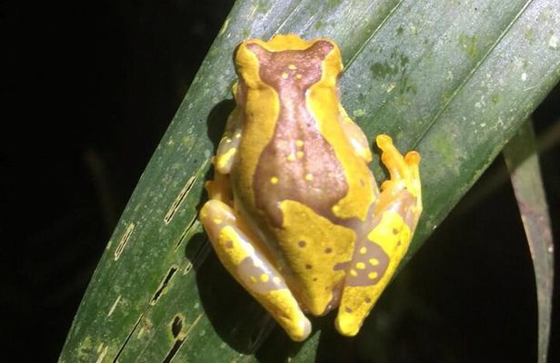 MONKEY PARK Nocturnal Rainforest Adventure