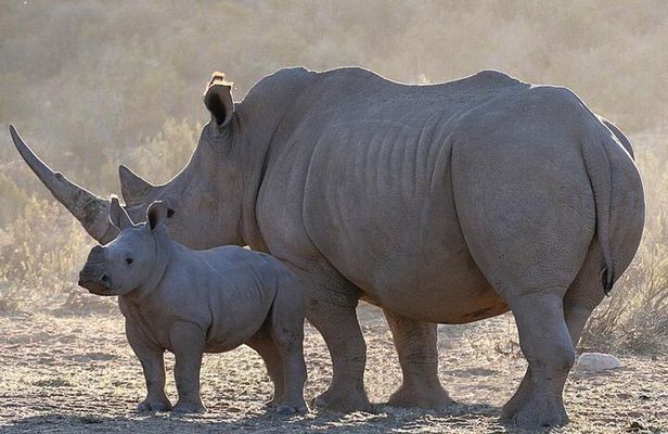 Aquila Safari Tour Full Day