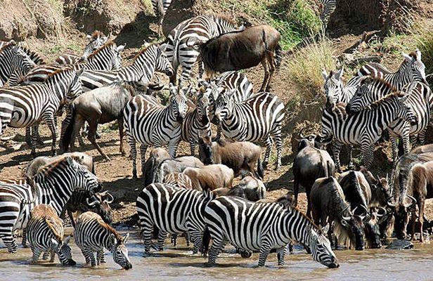 Multi Day Tour from Nairobi to Masai Mara and Lake Nakuru