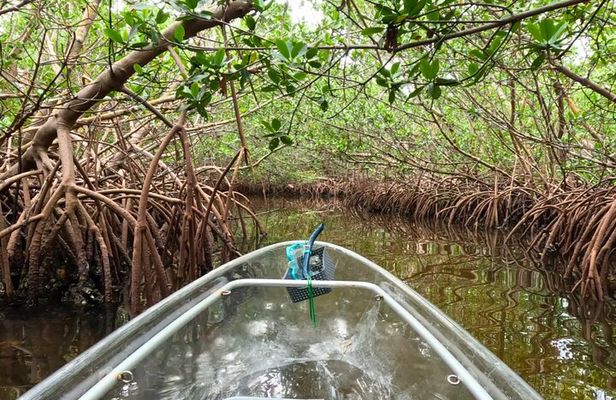 2 Hour Clear Kayak Tour at Emerson Point Preserve