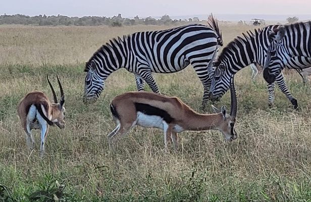 Budget Private Safari to Masai Mara Kenya