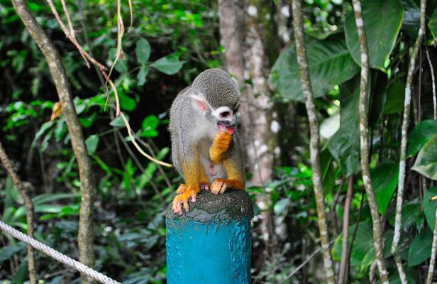 Shore Excursion | Monkey encounter & Damajagua Waterfalls
