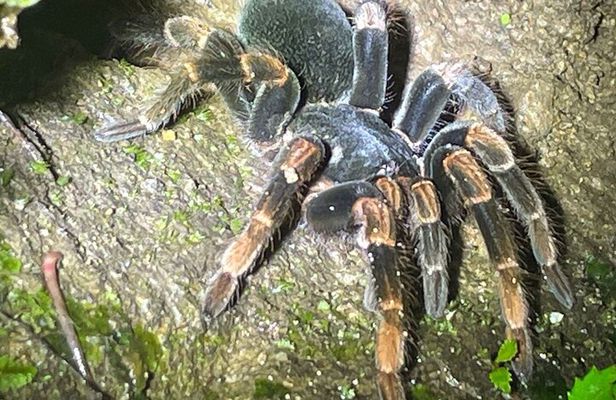 Night Walk in Puerto Viejo Limón CR Native Park