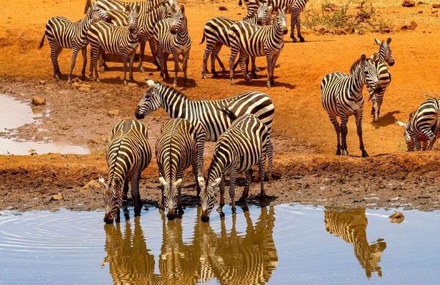 Full Day Big 5 Safari Tour at Aquila Private Game Reserve