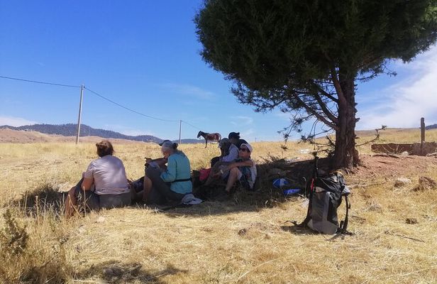 Ifrane Hiking Adventure: Ancient Cedars & Barbary Macaques