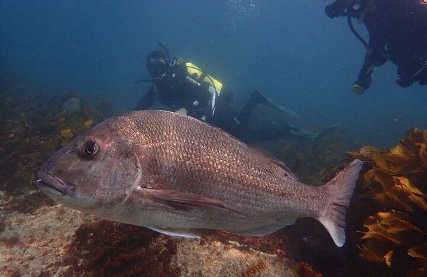 Goat Island Experience Guided Shore Dive
