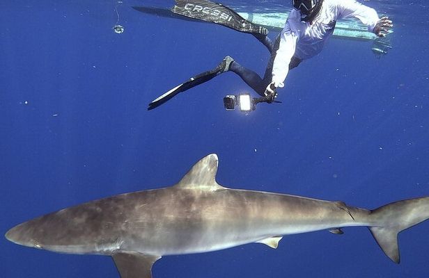 Pelagic Shark Safari Snorkel Expedition