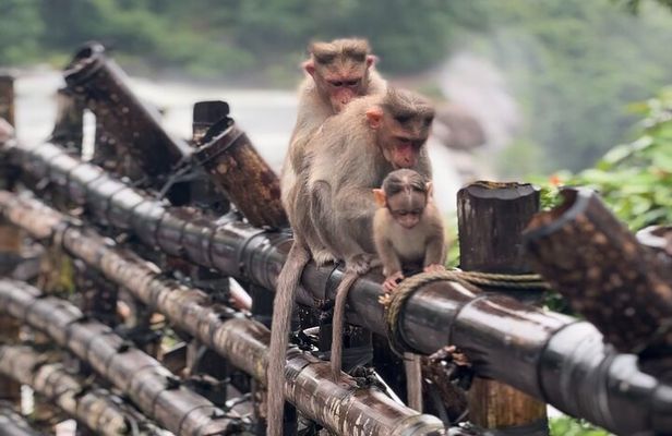 Athirappilly Waterfalls Day Trip from Kochi with Transfers