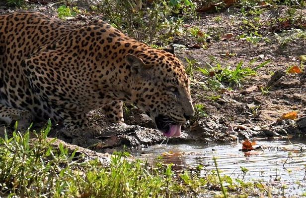 Yala sunrise half day by NPA Leopard Safari