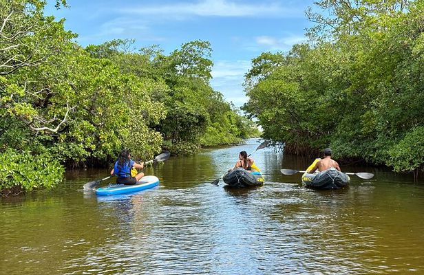Fort Lauderdale Kayak and Paddleboard Mangroves Eco Adventure