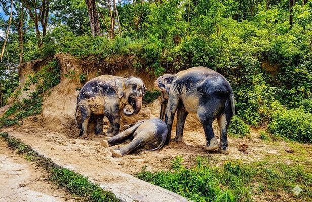 Phuket Ethical Elephant Sanctuary Guided Tour and Hotel Transfers