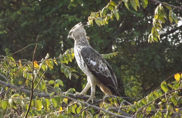 Udawalawe National Park Safari Tours