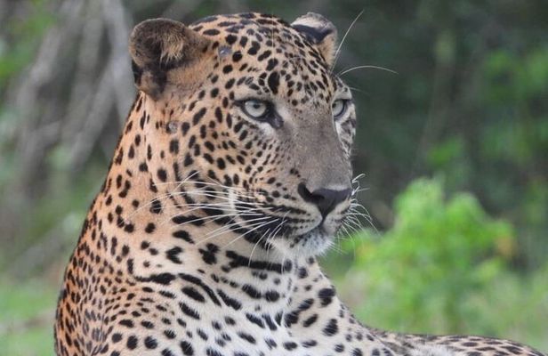 Sri Lanka Yala National Park Wildlife Private Tour 