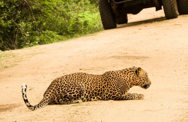 Full-Day Safari Yala National Park 5am-6pm