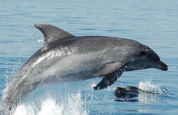 Olbia : Dolphin Sighting Tour Figarolo Island and Snorkeling