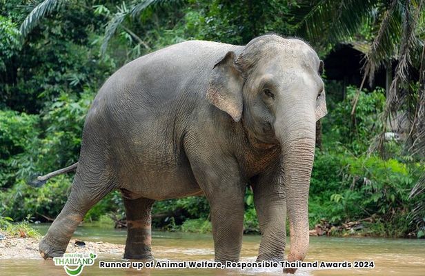 2-Hour Guided Eco-Tour & Transfer to Khaolak Elephant Sanctuary