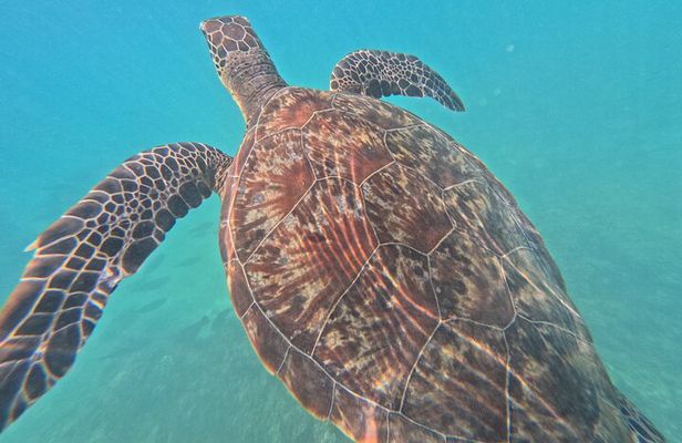 Snorkeling Escape to Daymaniyat Islands 5Hrs Tour from Muscat