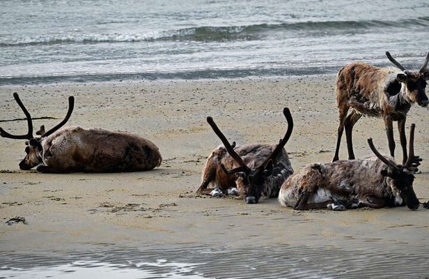 Tromsø: Arctic Fjord & Nature Tour — Small Group Experience