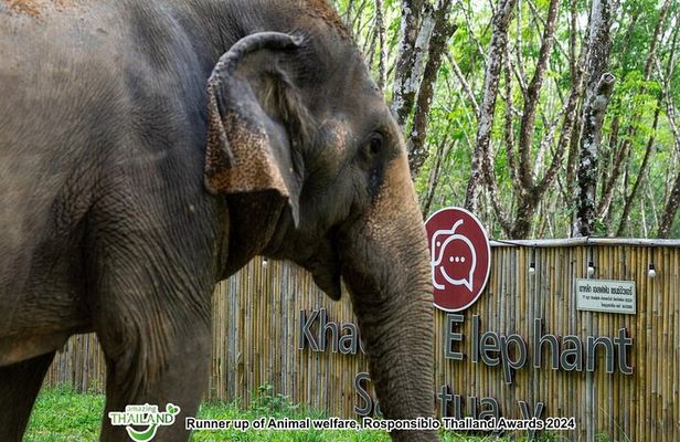 Khao Lak Eco-Safari: Elephants, Tsunami Museum, and Turtles