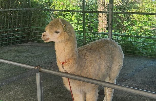 All inclusive Jeju island English private taxi tour(1 to 3days)