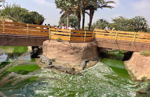 Crocoparc and Climbing Goats of Agadir Tour