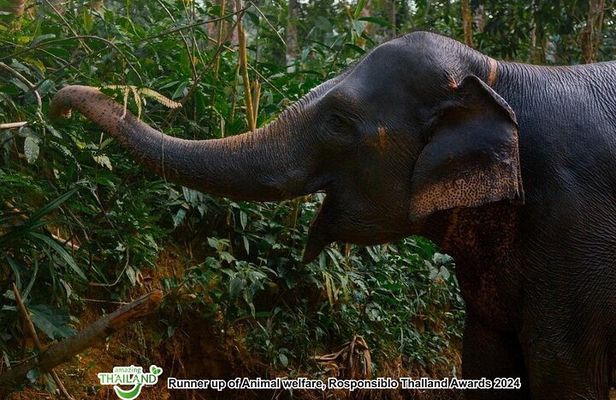 Khao Lak Ethical Elephant Sanctuary Full-Day Small Group Tour